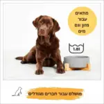 ⁦קערה לכלב XL “שוקי” אפור⁩ – תמונה ⁦3⁩