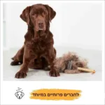 ⁦מסרק מתיר קשרים "ג'ורג"⁩ – תמונה ⁦3⁩