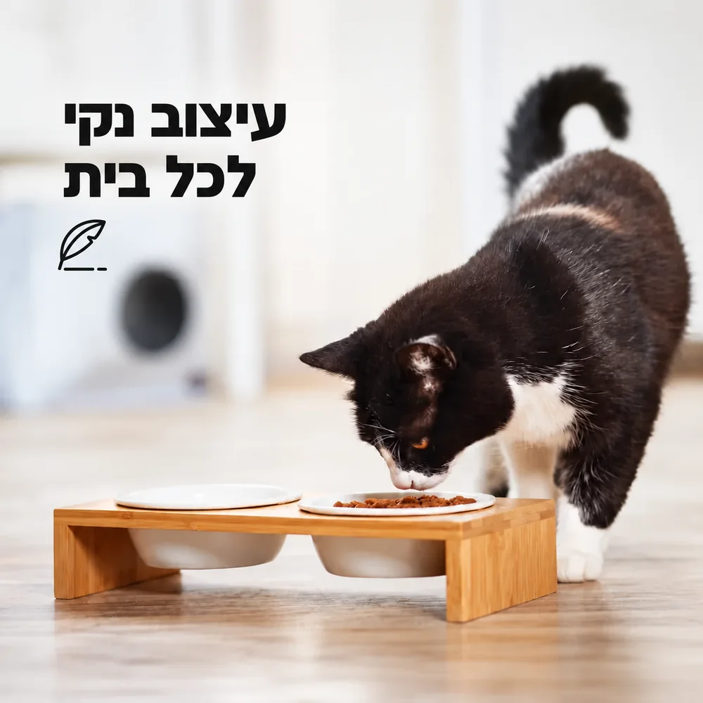 חתול אוכל מזוג קערות מייפל לבנות במעמד במבוק מלבני. עיצוב נקי לכל בית.