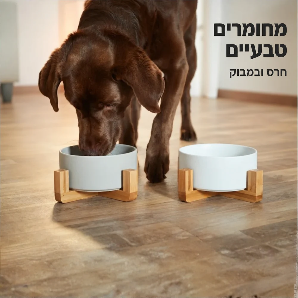 כלב אוכל מקערת שוקי על מעמד במבוק. מחומרים טבעיים — חרס ובמבוק.