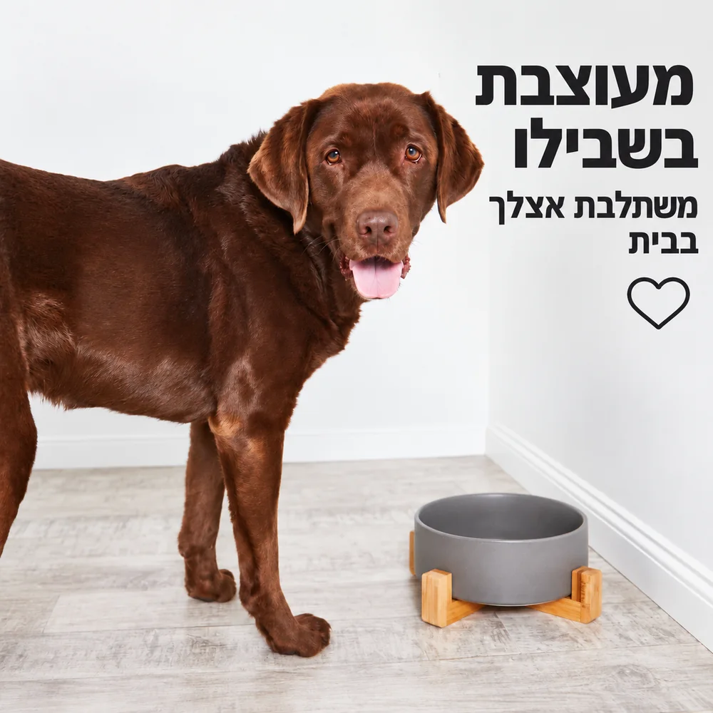 כלב לצד קערת שוקי XL אפורה עם מעמד במבוק, בפינת אוכל ביתית בהירה.